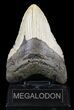 Megalodon Tooth - North Carolina #59082-2